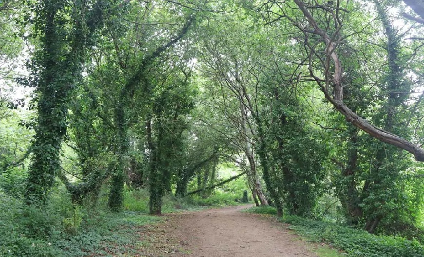 Camino Inglés