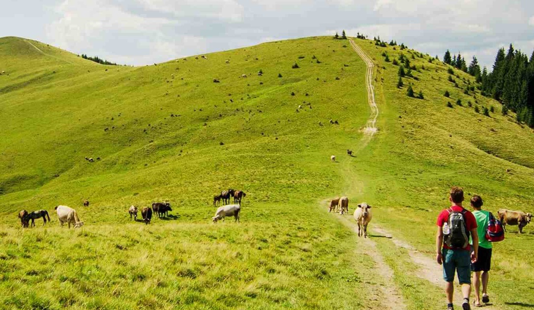 Camino Primitivo