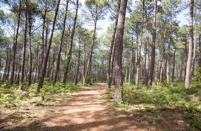 Via Turonensis (Tours Route)